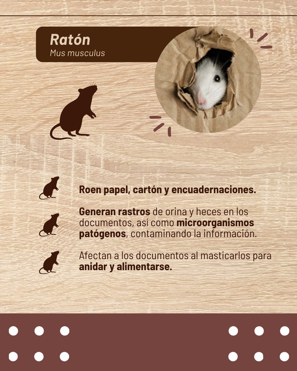 #SinergiaALA vía <a href="/AHNEcuador/">Archivo Histórico Nacional del Ecuador</a> | ¿Reconoces estos insectos en tus archivos? Tus documentos podrían estar en riesgo. 🧐
🐭 Existen plagas que pueden afectar la integridad física de tus archivos. Descubre cuáles pueden estar dañando documentación y cómo detectarlos a tiempo.