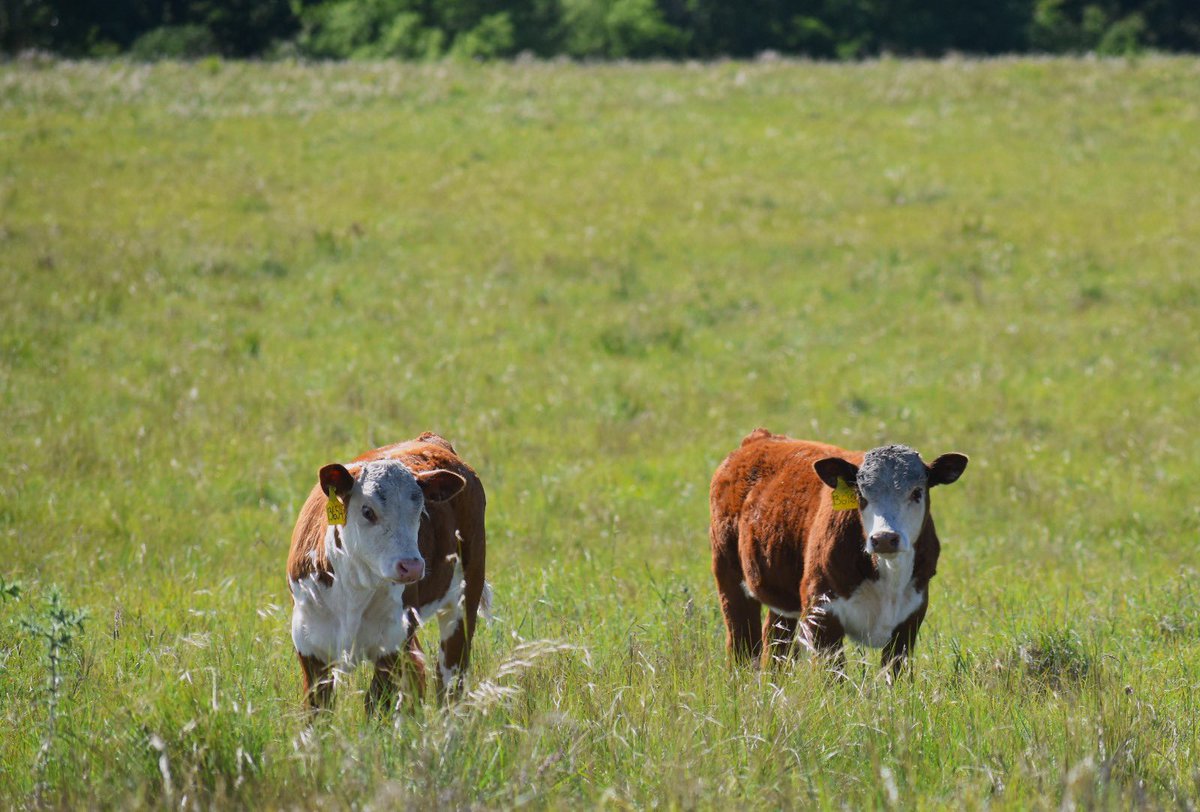 El Baqueano tweet media