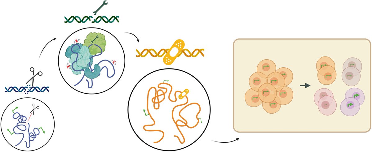 CreaBioarray's tweet image. Repair of DNA double-strand breaks leaves heritable impairment to genome function science.org/doi/10.1126/sc…