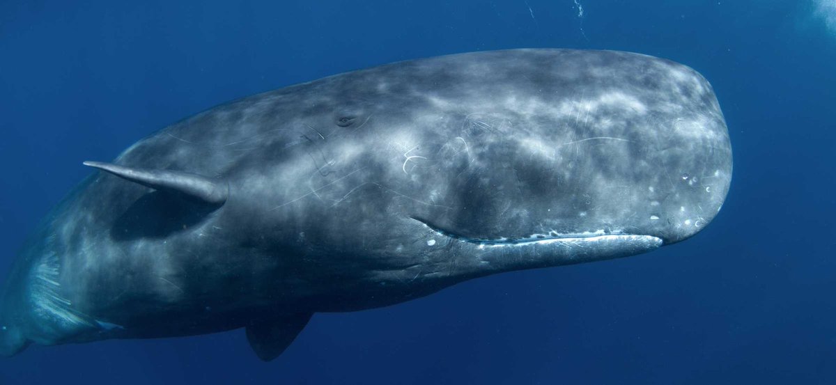 Sperm whales use vowel sounds in their codas and many patterns are so clear they can be transcribed phonetically

Whales voices are clicks that vibrate at much slower speeds than humans but ithey use these sounds to communicate in a structured way similar to a language