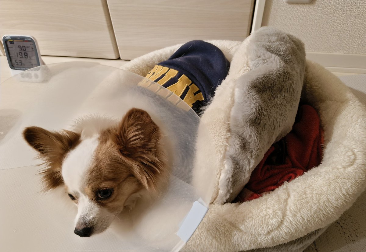 tete_papillon's tweet photo. 冬用ベッドのふわふわ中敷きを掘り起こして狭そうに寝るのはなぜなんだろう…暑いのかな…？　#パピヨン https://t.co/hQuL1lUh6q