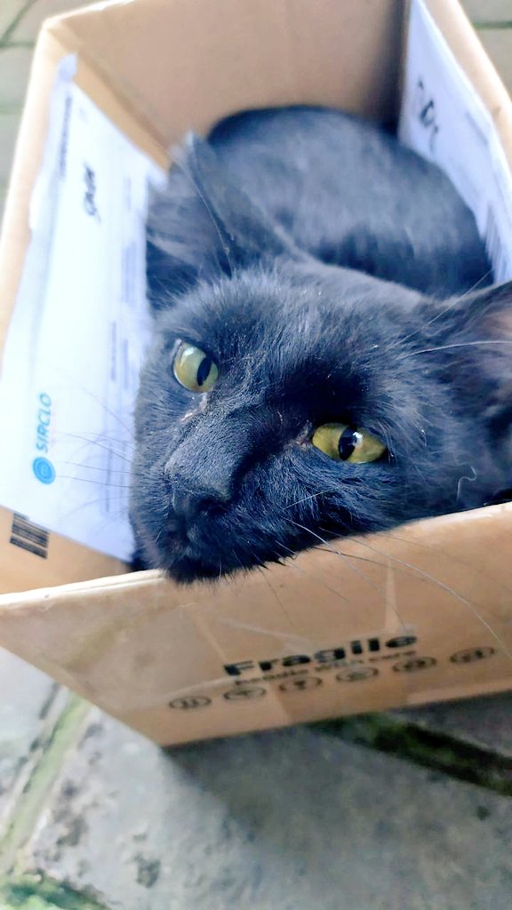 Shadow-nya mamaw kemarin sore sudah tidak sakit lagi, sudah gendut lagi, sudah bebas lari2an 🥀

Kat Toti nggak pernah ketemu, tapi sedih krn ga jadi nambah anggota di apartment 🥲