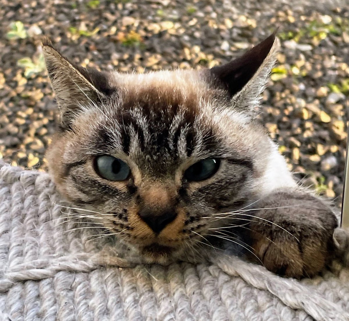 ちょっと様子見てるだけなんだからな