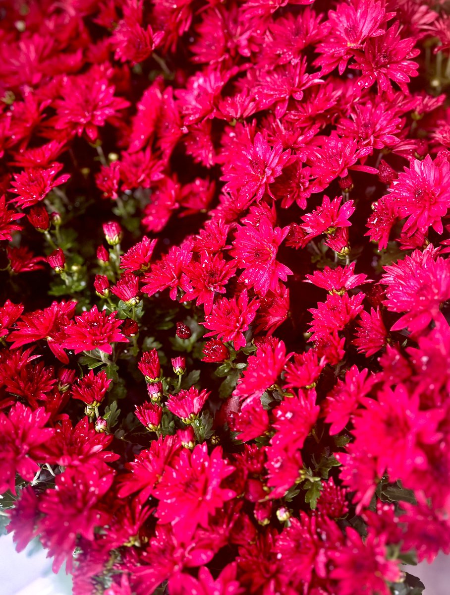 となりのつむじかぜ