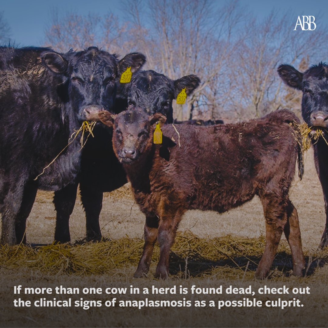 Angus Beef Bulletin Team tweet media