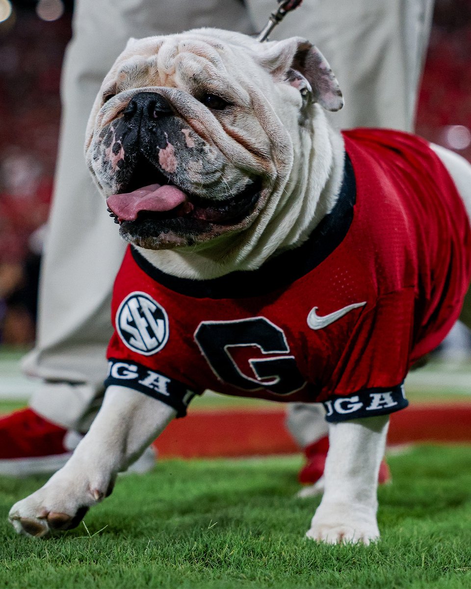 UGAAthletics's tweet photo. Top Dawg.

#GoDawgs https://t.co/J2jBGbRcI0