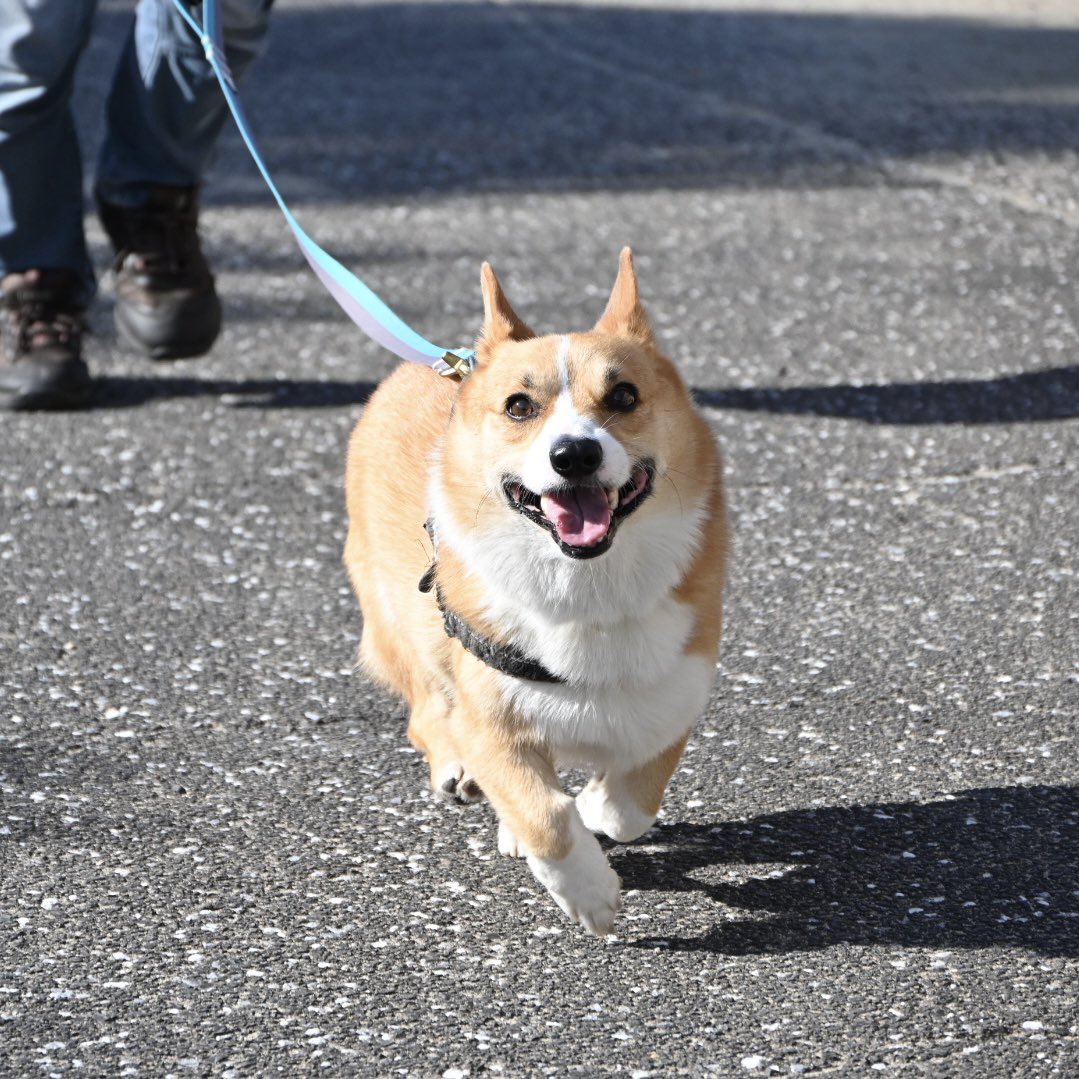 corgi_daikichi's tweet image. 楽しいって顔が可愛い💕

#コーギー
#corgi