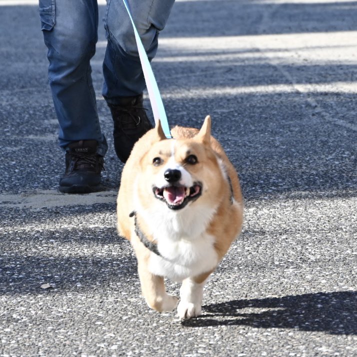 corgi_daikichi's tweet image. 楽しいって顔が可愛い💕

#コーギー
#corgi