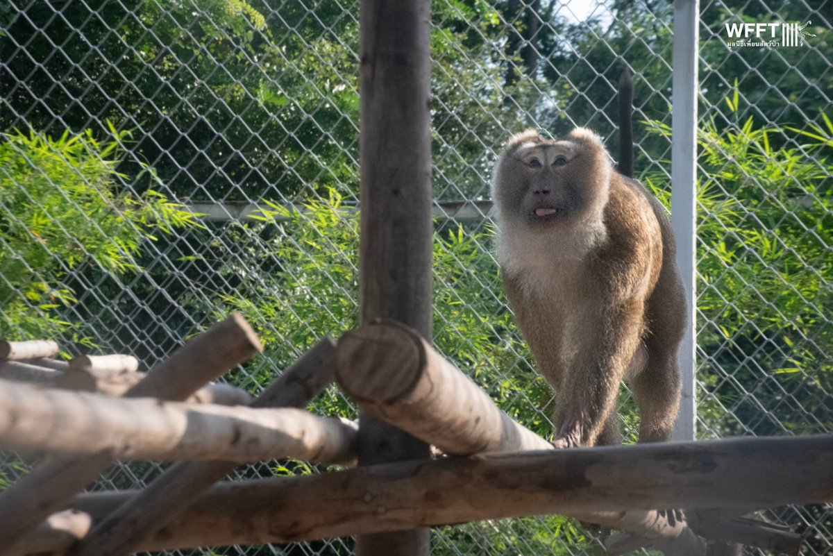 WFFThailand's tweet image. Please help #coconut #monkeys like Khai Lek. He escaped from a coconut farm where he was forced to work in chains 💔 Thousands more are still being exploited. Your donation gives more freedom and a second chance: donor.wfft.org/page/FUNNRFXUK… 
#Thailand #primate #macaque