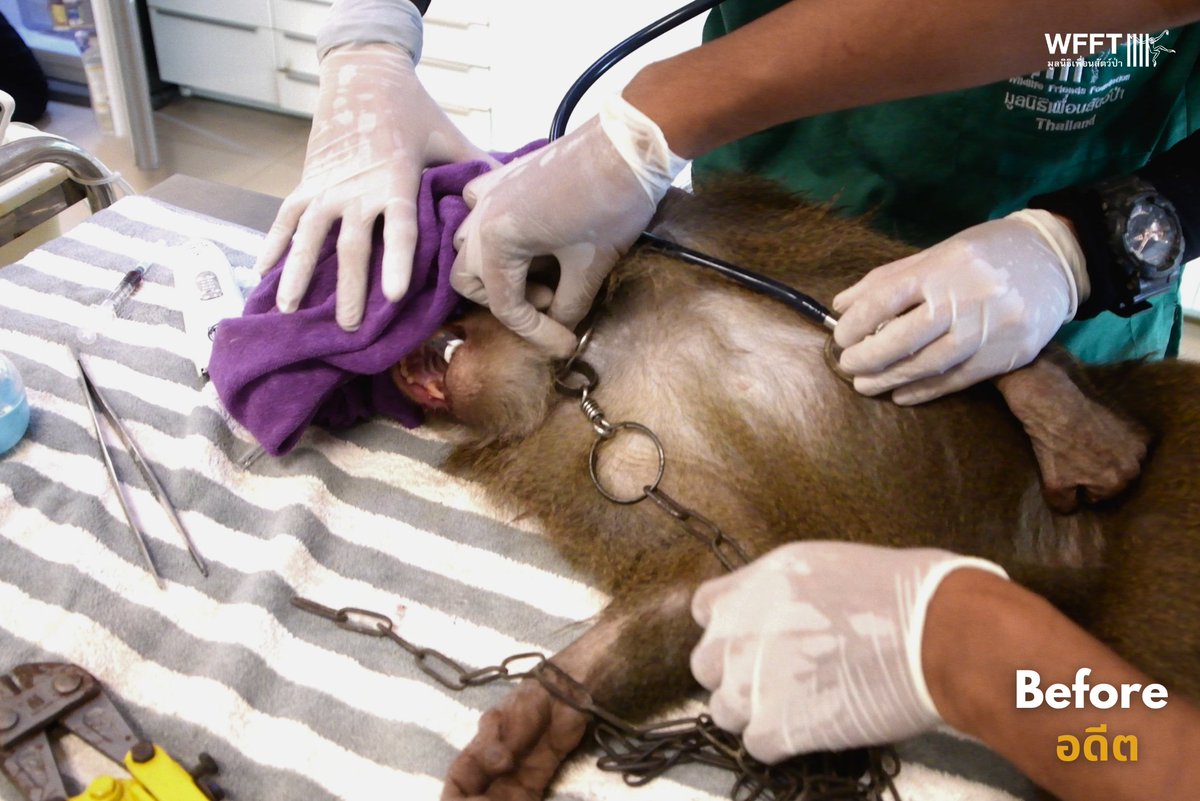 WFFThailand's tweet image. Please help #coconut #monkeys like Khai Lek. He escaped from a coconut farm where he was forced to work in chains 💔 Thousands more are still being exploited. Your donation gives more freedom and a second chance: donor.wfft.org/page/FUNNRFXUK… 
#Thailand #primate #macaque