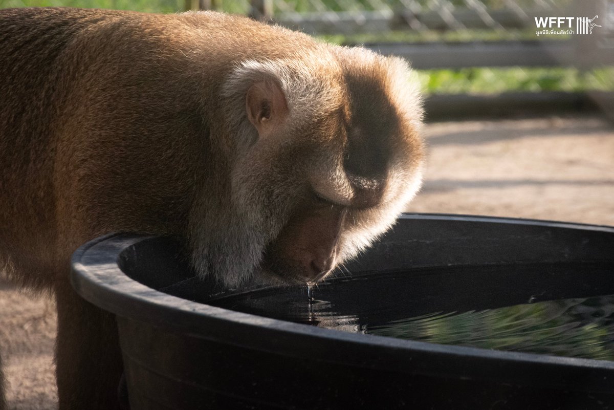 WFFThailand's tweet image. Please help #coconut #monkeys like Khai Lek. He escaped from a coconut farm where he was forced to work in chains 💔 Thousands more are still being exploited. Your donation gives more freedom and a second chance: donor.wfft.org/page/FUNNRFXUK… 
#Thailand #primate #macaque