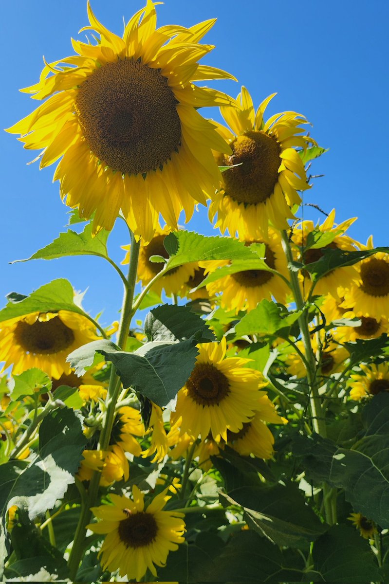 MmhShannon's tweet photo. @BellaBaddie__ Sunflowers https://t.co/KYAr6mg6sZ