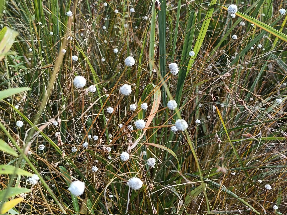愛知にいったら絶対に見たいと思ってた！
『シラタマホシクサ（白玉星草）』

金平糖のような花が可愛い。
湿地帯に咲く、地上の星空✨️

東海地方のごく限られた湿地にのみ生育、湿地の開発や環境変化により個体数が減少している絶滅危惧種です。
