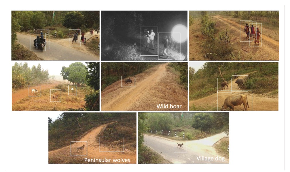 MSc Wildlife tweet media