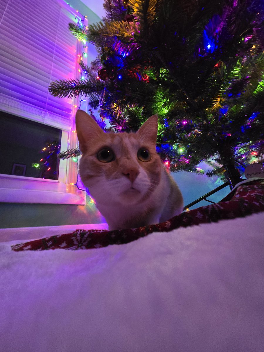 Lily, the Christmas lights destroyer!