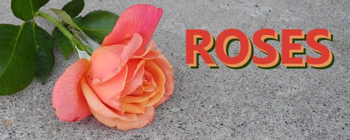 #roses - What I'm #thankful for today#7 - Being thankful for something specific everyday during the month of #November - #PraiseGod
tinyurl.com/46jxafar