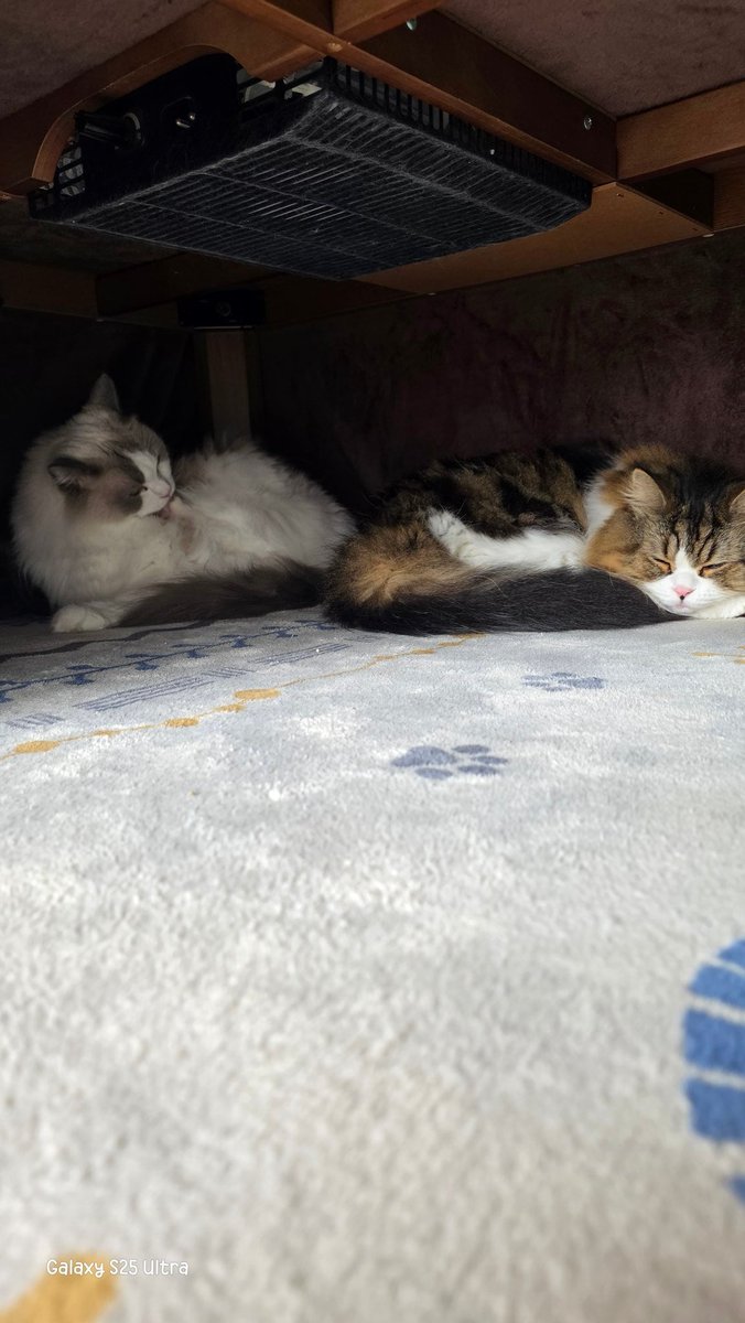Mash_1007's tweet photo. コタツ布団つけた途端😅
居心地のよさ分かってるのね😊

#猫ちゃん
#猫好きさんと繫がりたい 
#猫かわいいね https://t.co/xELOArJJw2