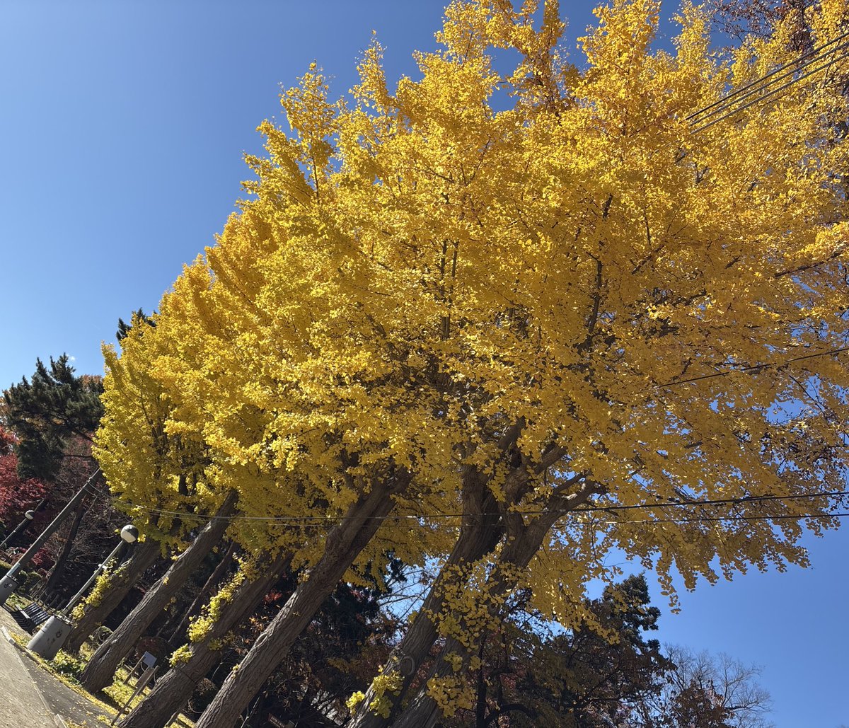 【今日の #岩手県】
盛岡城址公園まわりの紅葉が
とても綺麗ですよ🍁

⚠️🐻‍クマに注意しながら
紅葉をお楽しみください🐻‍⚠️