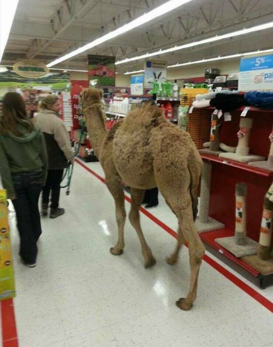 AgathaChocolats's tweet image. In six words or fewer, write a story about this photo.
#sixwordstory #WritingCommunity