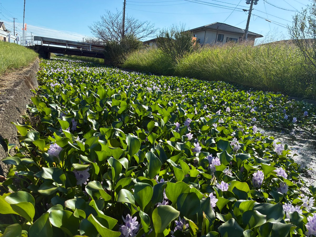 SagacityNews's tweet photo. ホテイアオイ（佐賀市久保田町）。花が咲いて綺麗に見えますが、要注意外来生物（特定外来生物の検討リスト入り）ですので、むやみな栽培・拡散は控えましょう（罰則はありません）。 https://t.co/d7jdASSPZ1