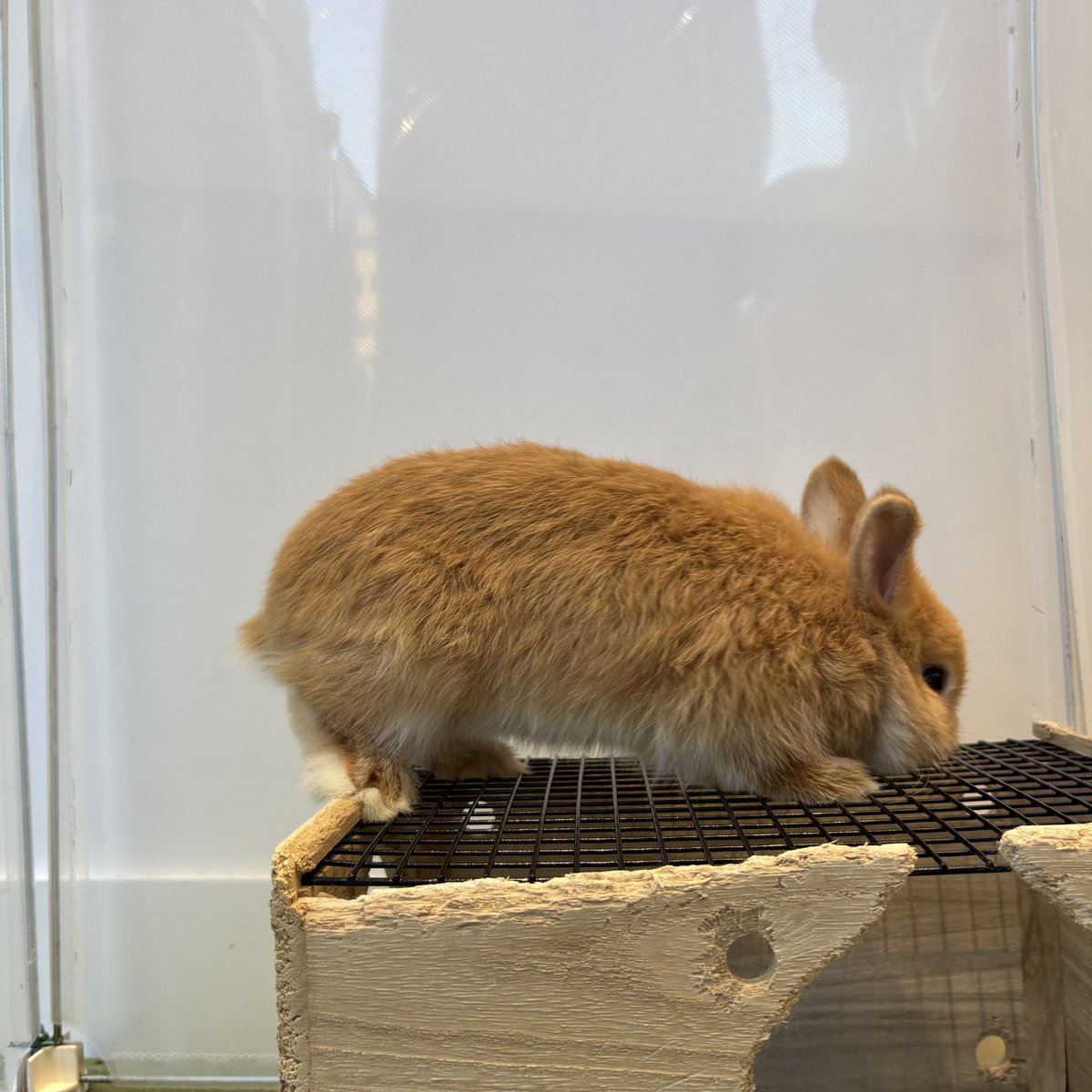 よ、、い、、しょっと😄 #うさぎのしっぽ #オリナス錦糸町 #ネザー