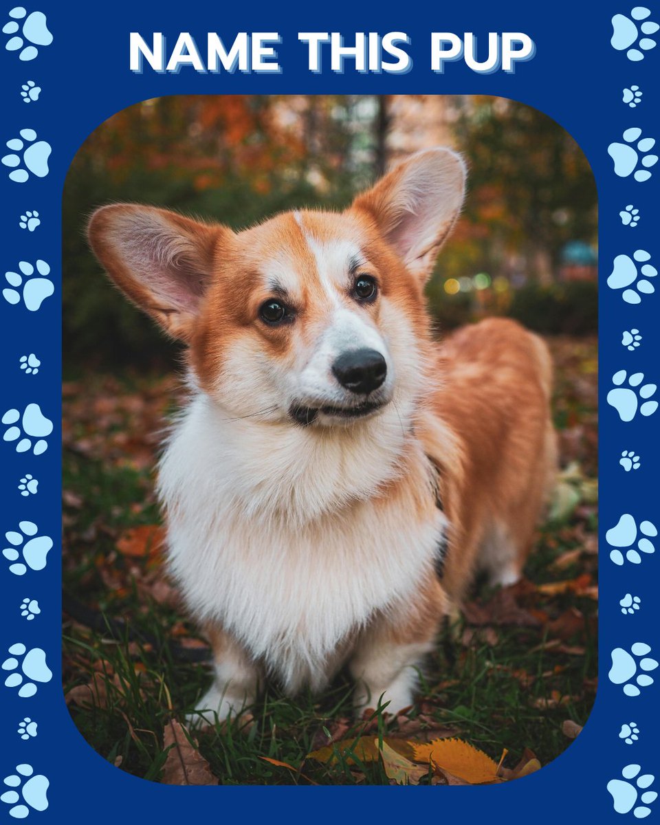 CATCHdogtrainer's tweet image. What's the perfect name for this pup?
- Lady
- Biscuit
- Penny
- Maple
Comment below!
......
#CATCHCanineTrainersAcademy #DogTraining #DogTrainer #AnimalEducation #DogBreeds