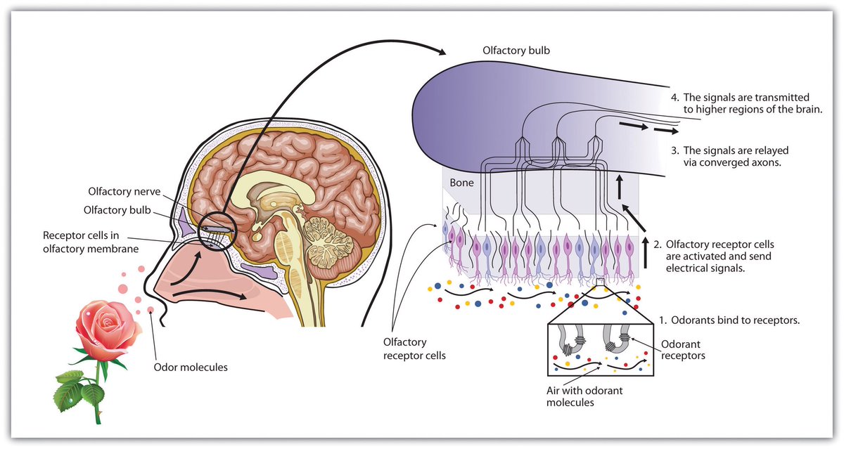มันคือ ภาวะชินกลิ่น (olfactory adaptation/fatigue)

= ภาวะที่ความไวของจมูกต่อกลิ่นลดลงเมื่อสัมผัสกลิ่นนั้นต่อเนื่องเป็นเวลานาน

เช่น
- คนที่อยู่ในห้องมีกลิ่นอาหาร กลิ่นสัตว์ หรือกลิ่นบุหรี่ แล้ว “ไม่รู้สึก” จนกว่าคนอื่นจะเข้ามาใหม่
- หลังฉีดน้ำหอมแล้วไม่รู้สึกกลิ่นของตัวเอง