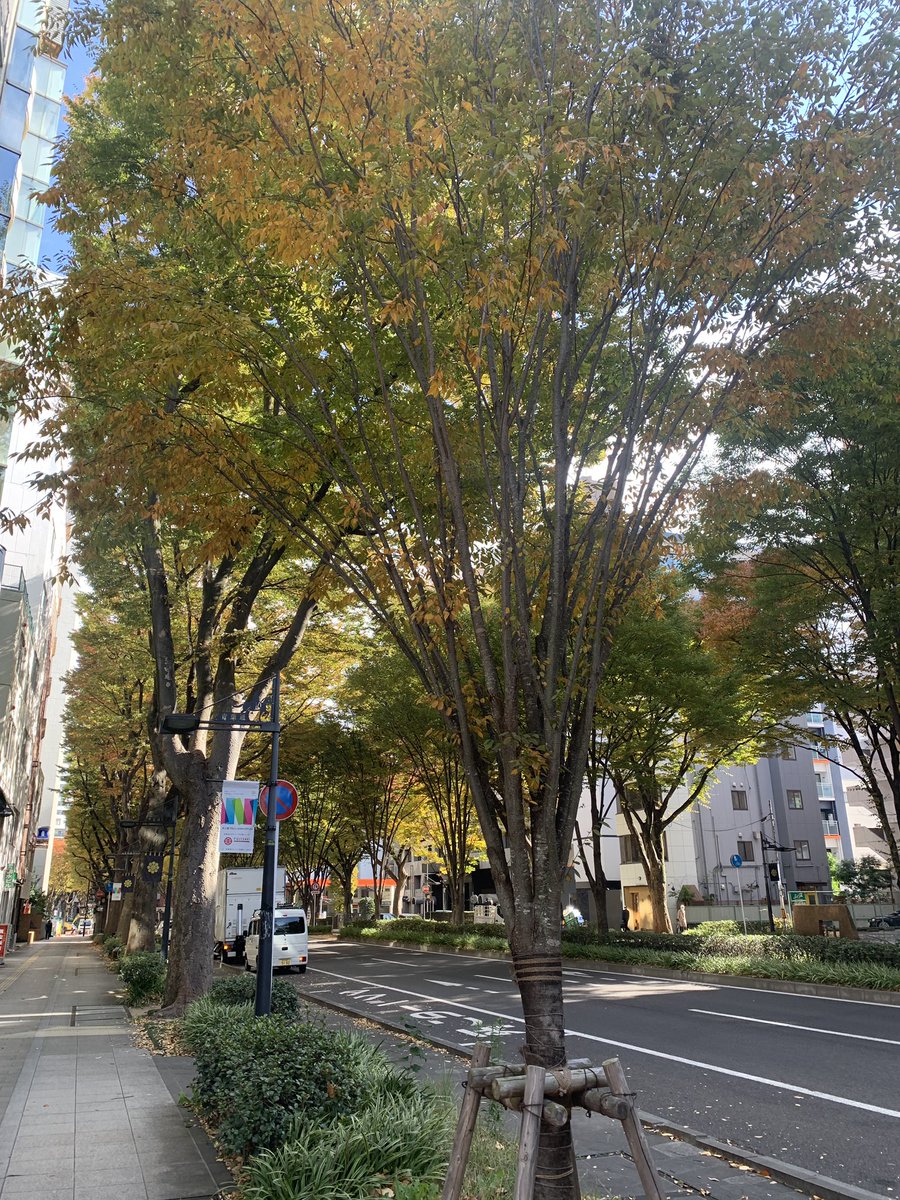 お店の前の欅も色付いてきましたね🍁

本日も昼のうたごえ喫茶13:00開店です。
秋のうたを沢山歌いますよ！