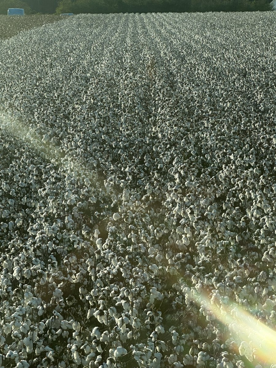 andrewl7420's tweet photo. Rolled 12.5 on this 13 ac today bout the best i have picked #Dyna-Gro  seed and all involved lets get this price up https://t.co/zwoQvPNHNv