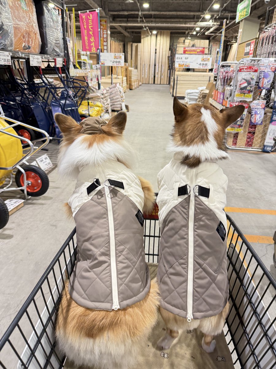 mocosuke1106's tweet image. 買い物だわーい🙌

#コーギー #corgi
