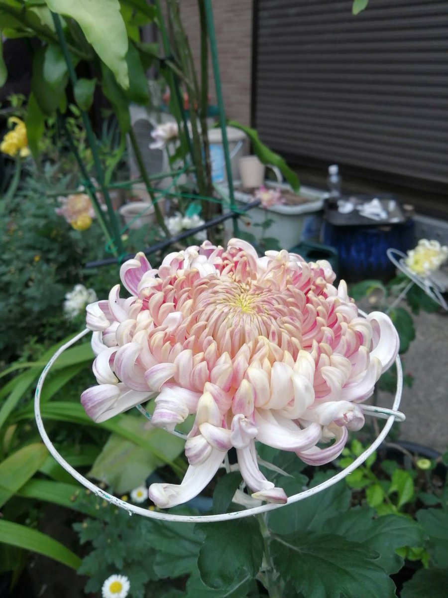 komasan0502's tweet photo. おはようございます。
東京は曇り
今日の予想最高気温は15℃
菊の花が咲いていました。
今日も1日よろしくお願いします😊 https://t.co/5f0aAG2AGL