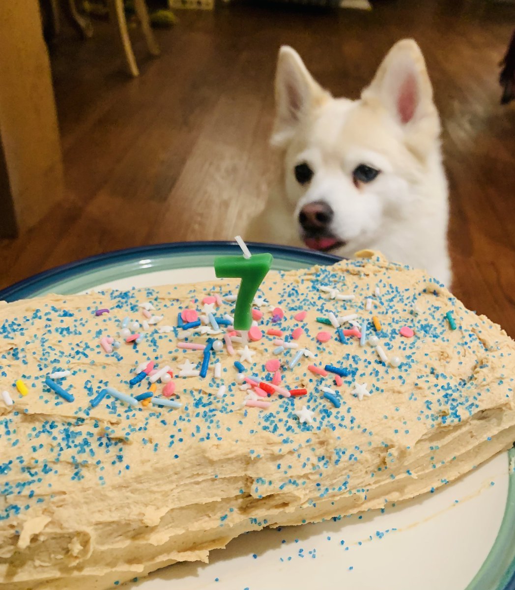 auker_a's tweet photo. Happy birthday to our lil man of the house Rusty Valentine 🐕💙🥳
Lucky #7 
Here’s to many more sweet boi
#rustyvalentine 
#lovablepomsky https://t.co/G5z9CuMXvl