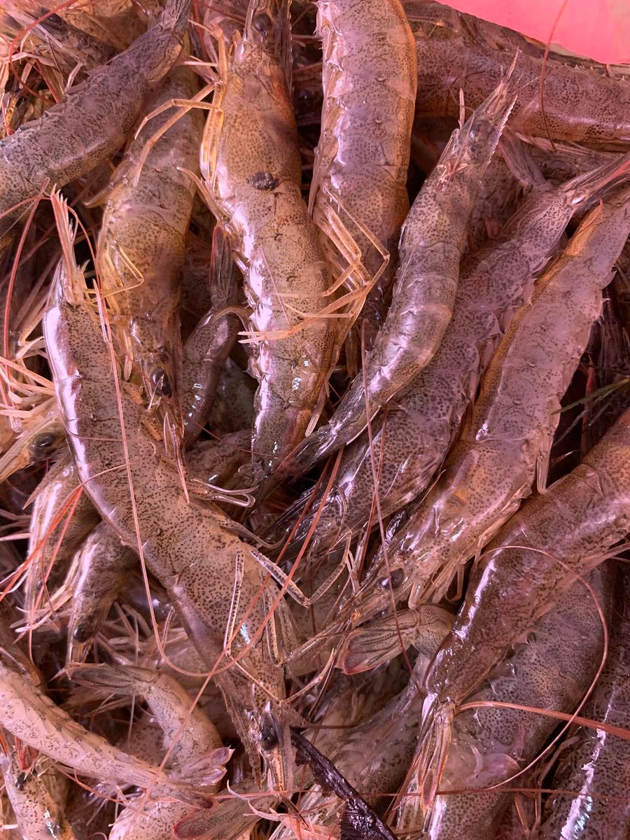 IloKanoDaD🇵🇭🇸🇬🔝 tweet media