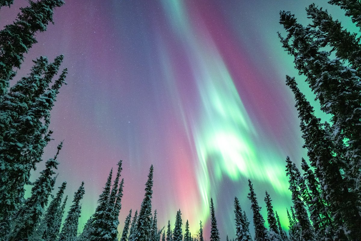 Aurora portal beaming in Fairbanks, Alaska with a crisp -15F and clear skies! <a href="/AKNewsNow/">Alaska's News Source</a>  <a href="/NikonUSA/">NikonUSA</a>