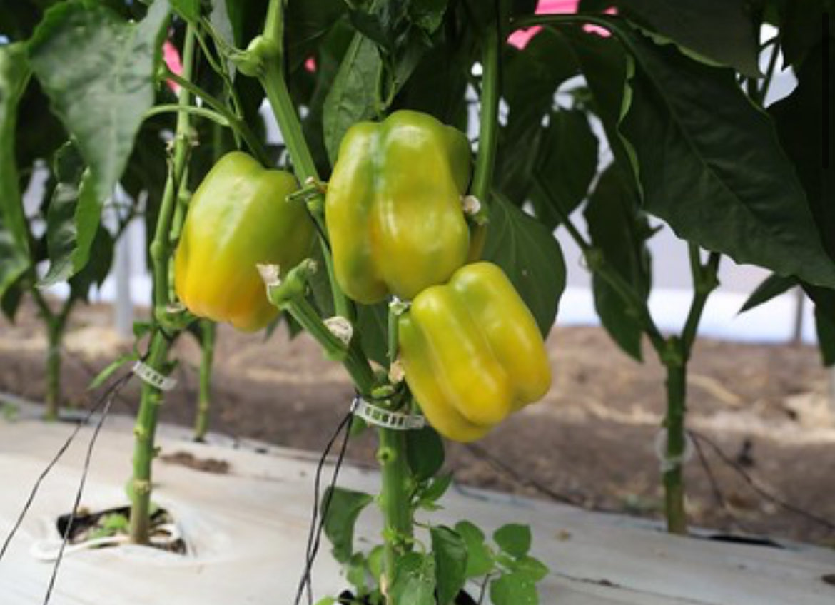 GiganteAgroa's tweet image. Para diversificar los destinos de exportación y aumentar la competitividad del campo jalisciense, la Secretaría de #Agricultura informó sobre la implementación de un Plan de Trabajo Operativo para que los productores locales exporten #pimiento morrón a #Japón