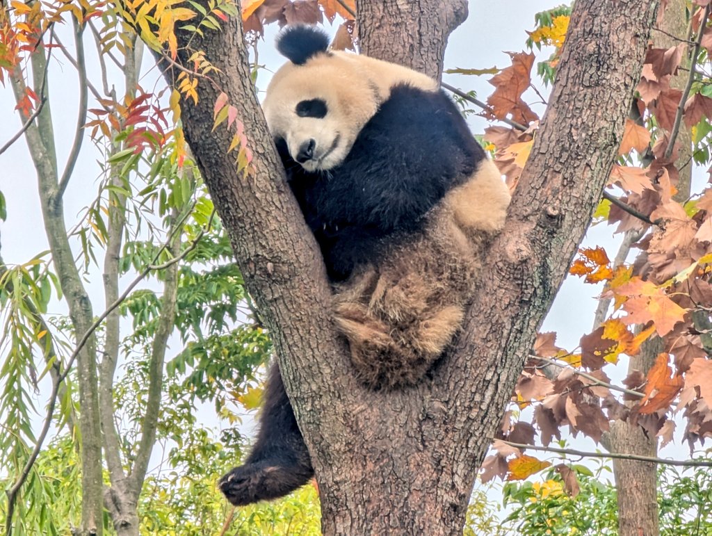 星星産房の子パンダ🐼🎶 みんなめっちゃ高い木の上😁