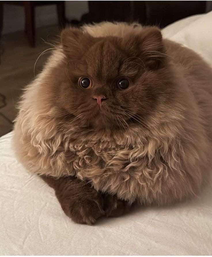 PostsOfCats's tweet photo. https://t.co/0XMKGpkErs