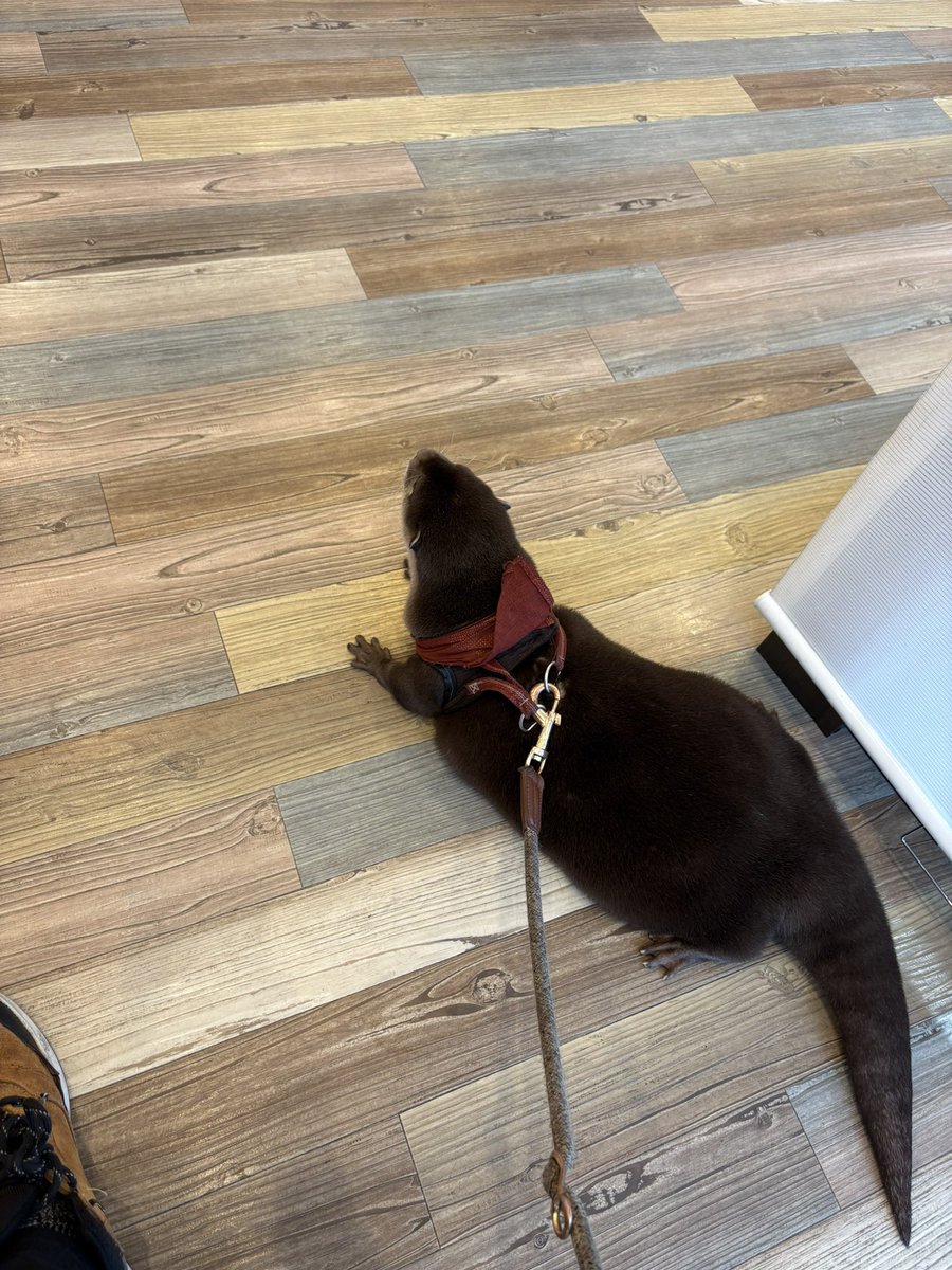 カワウソのウーちゃん (@Otter_Uchan) / Posts / X