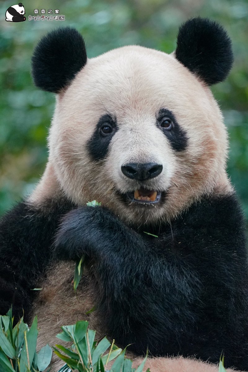 このパンダが笹を食べている写真、本当に可愛すぎて何度見ても飽きない