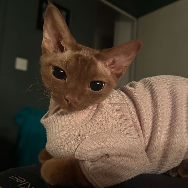 ShouldHaveCat's tweet photo. https://t.co/mfK10QURhe