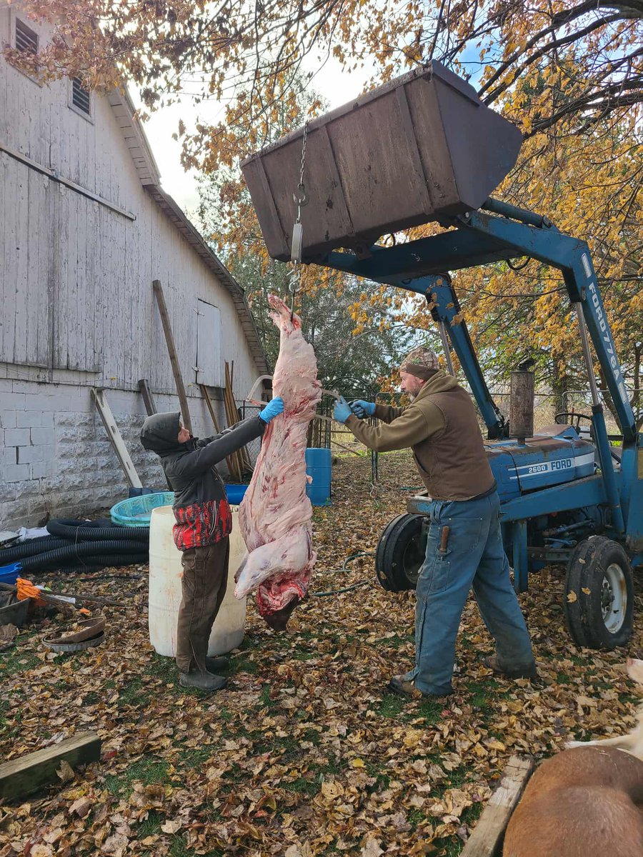 swampman81's tweet photo. Sometimes, doing a deed that doesn't feel good turns out for the best. I just got to spend the afternoon with my son, chatting about everything while we worked on  cutting up 2 pigs that he raised for the last 5 months and will feed us for the next 18 months. https://t.co/YjRHxknBSH