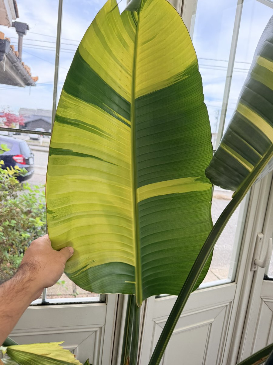 Augusta HAND × HAND -Winter Gift Box-】 スキマスイッチと秦 基博