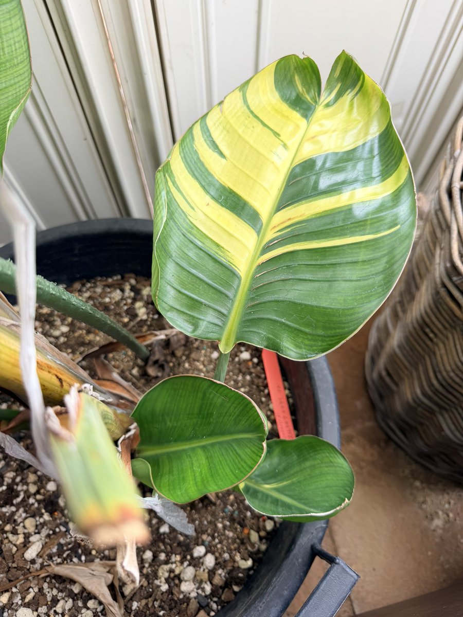 アニメ風観葉植物 アニメ風観葉植物 アニメ風観葉植物 Z/Xグッズ ｜ Z