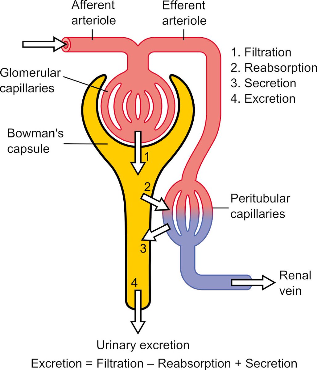 USMLEStepStudy's tweet image. Kidney GFR = 125 mL/min (180 L/day filtered)
~20% renal plasma flow is filtered
Filtration barrier: Fenestrated endothelium → basement membrane → podocyte foot processes
Charge selective: Neg charges repel albumin
Size: &amp;lt;7 kDa freely filtered; albumin (69 kDa) normally retained