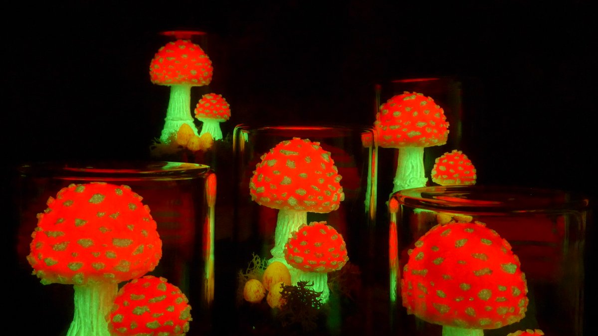 ベニテングタケ（幼菌） 実は幼菌が一番好き(*´Д｀) #デザフェス62