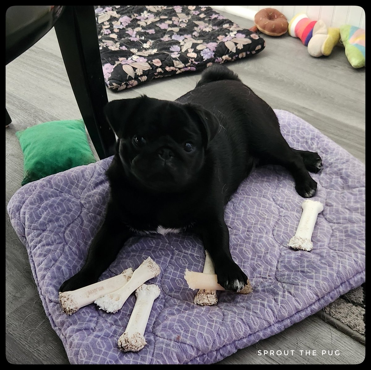 JuiceBox here! 

One for me, none for you. Two for me, none for you. Three for me....

 #noneforyou #puglogic #blackpugpuppy #pugpuppy #puglife #nylabone