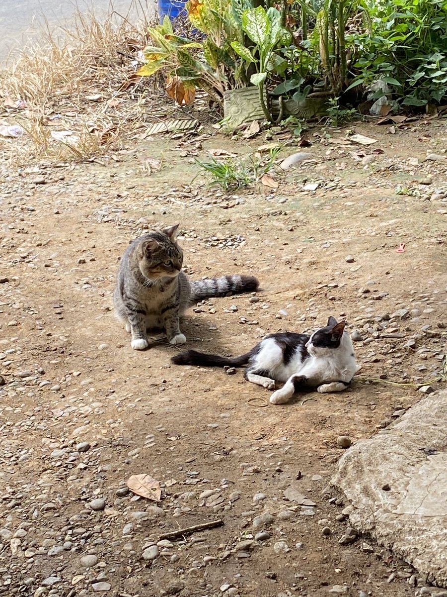 refckingwind's tweet image. Emang skrng musim kawin yah?