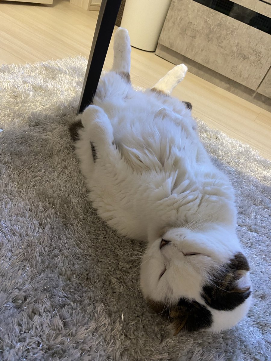 にこにこちゃん🪽☆🏛🤍🎄 (@f26sXrUP2U0cgaN) / Posts / X