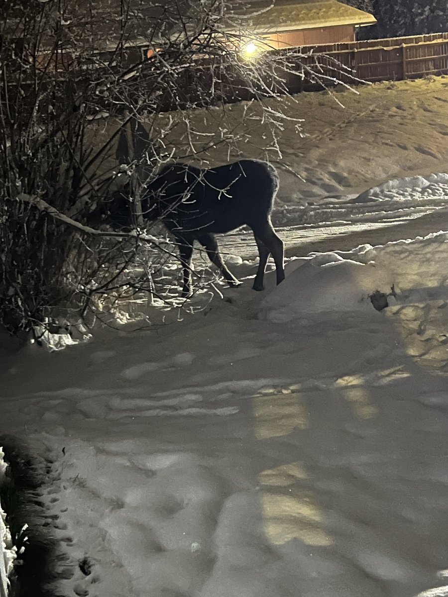 A big moose in my front yard this afternoon. It is the dark season here, yes.