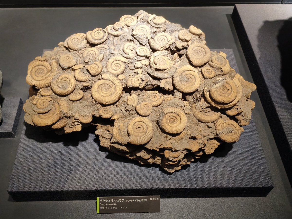 化石コレクション 25点 Amazon | 触れる図鑑コレクション 化石発掘体験/本物の化石が入った